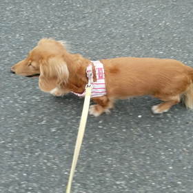 今日のお散歩の画像