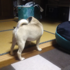 よゐこは真似しないでね！の画像
