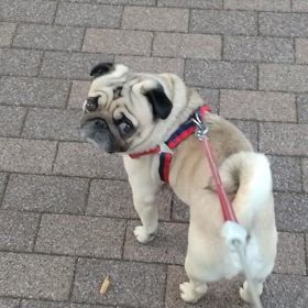 いつもの散歩の画像