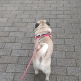 早朝から散歩の画像