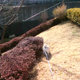 春らしくなってきましたの画像
