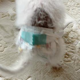 太郎のビキニ姿お披露目の画像
