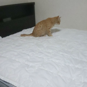 シーツが無いのは．．．の画像