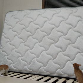 猫の新しい遊具？の画像