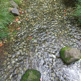 川のせせらぎを聞いてみて✨の画像