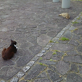 東公園猫パラダイス=^_^=の画像
