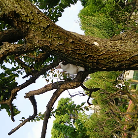 福岡東公園猫ちゃんの画像