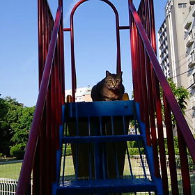 東公園の野良猫パラダイスwの画像