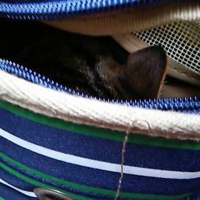 2016.2.22　ﾆﾆﾆニャン様の日の画像