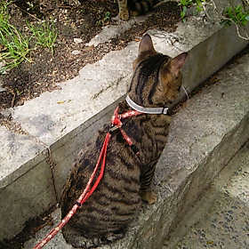 昨日のニャン様お散歩｡｡の画像
