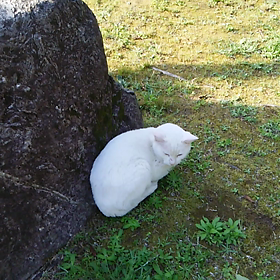 福岡東公園猫散歩の画像
