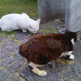 東公園猫新入り猫の画像