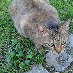 夏も元気東公園野良猫｡｡の画像