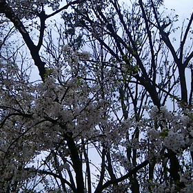 四月　卯花月｡｡の画像