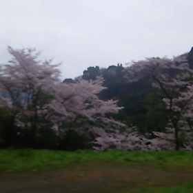 花見ドライブ～の画像