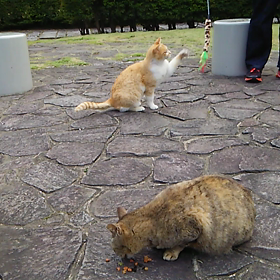 東公園猫散歩=^_^=の画像