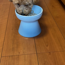 蕎麦犬の画像