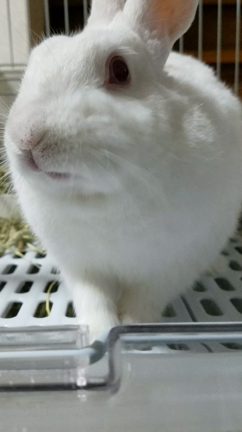 食べたいものをの記事動画