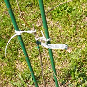 休耕田に植えた柿の木と栗の木の画像