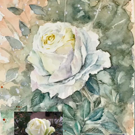 白い薔薇を描くの画像