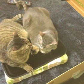愛猫の画像