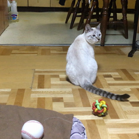ひたすらひとり遊びの画像
