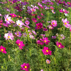 2021/10/朝倉コスモスの画像