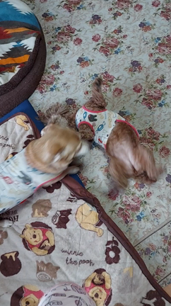 テンションが上がった子の記事動画