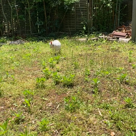 ぽてとーすごいじゃんの画像