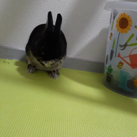 笑ってしまった！の画像