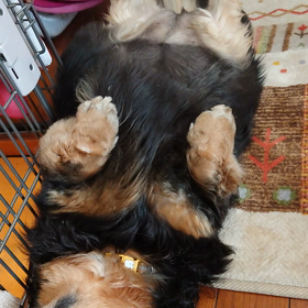 卵かけご飯？の画像