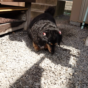 ピグモン喜びの舞の画像