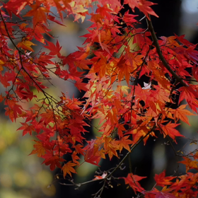 ☘️☕️☘️の画像