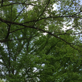 おはようございます(=^ェ^=)☘️の画像