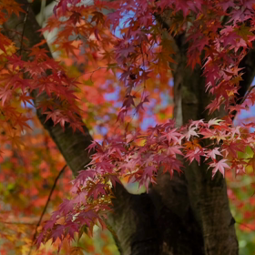 本日もお疲れ様でした☘️☕️☘️の画像