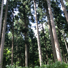 山鳥の声(=^ェ^=)☘️木漏れ日の画像
