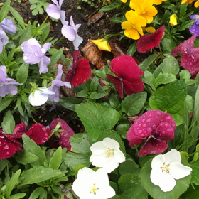 雨の音(=^ェ^=)☘️の画像