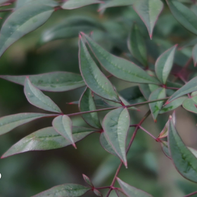 本日もお疲れ様でした☘️☕️☘️の画像