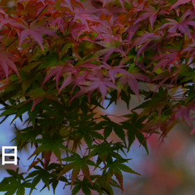 紅葉☘️☕️☘️の画像