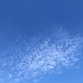 鳥の旋回(=^ェ^=)☘️の画像