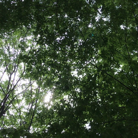 小鳥の囀り。。。☕️(=^ェ^=)☘️の画像