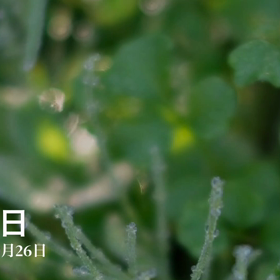 ☘️☕️☘️の画像