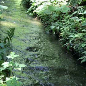 水の流れ。。。☕️(=^ェ^=)☘️の画像