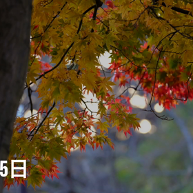 こんばんは☘️☕️☘️の画像