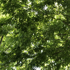 木々を通る風(=^ェ^=)☘️の画像