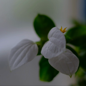 ☘️☕️☘️の画像