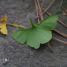 本日もお疲れ様でした☘️☕️☘️の画像