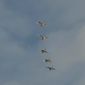 ☘️☕️☘️の画像