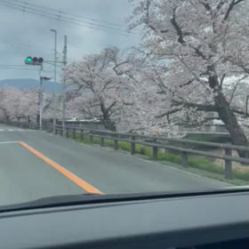 桜の画像