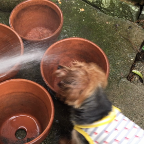 やっぱりの画像